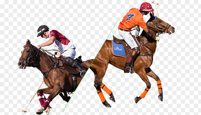 Argentina Polo Sport Caballo Argentino Equestrian Sports La Martina PNG