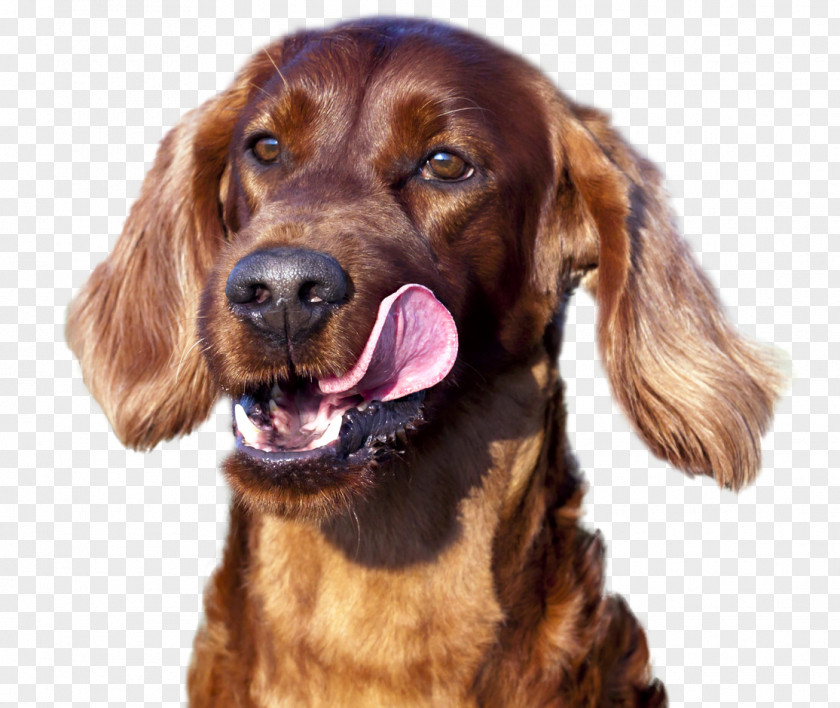 Battersea Dogs Home Field Spaniel Irish Setter Picardy Red And White Sussex PNG