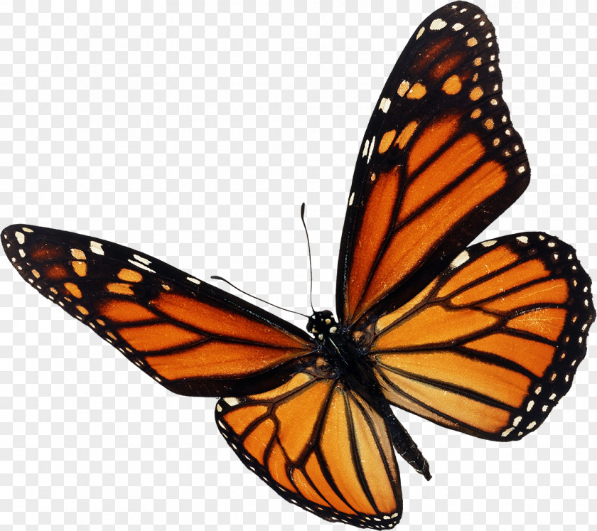 Butterfly Monarch Insect Stock Photography Royalty-free PNG