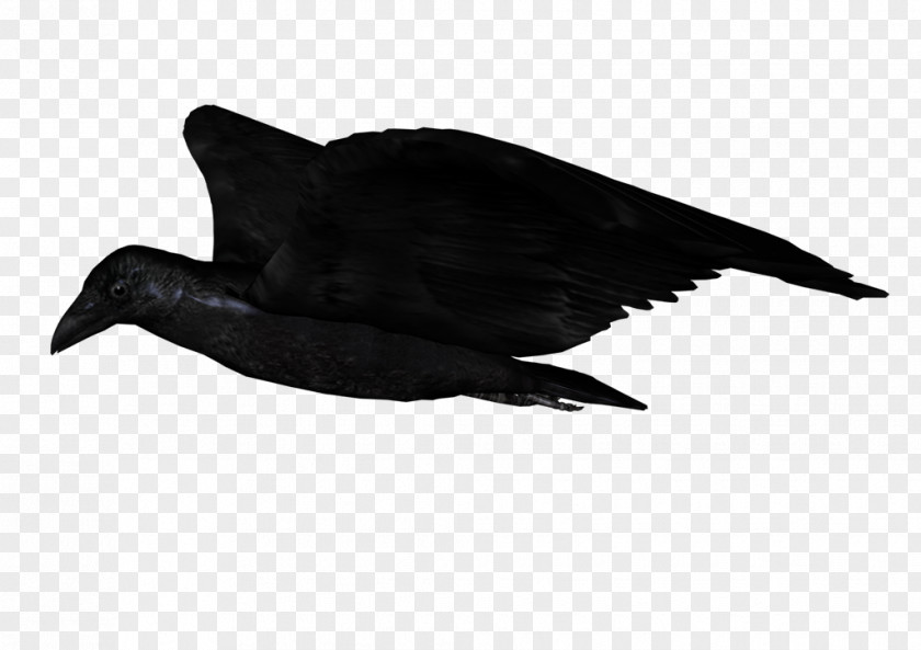 Duck American Crow Common Raven Beak Feather PNG