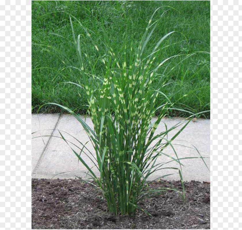 Plant Chinese Silver Grass Ornamental Pampas Vetiver PNG