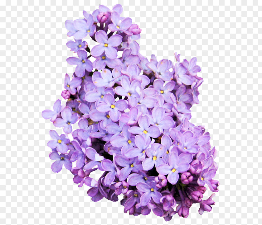 Purple Lavender Flower Color Violet PNG
