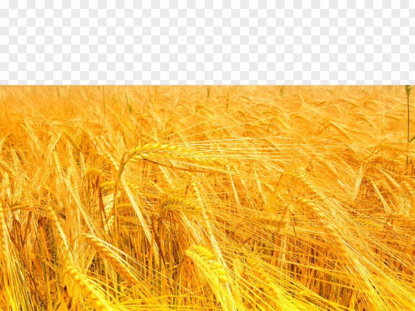 The Breath Of Wheat Light Yellow Color Wavelength PNG