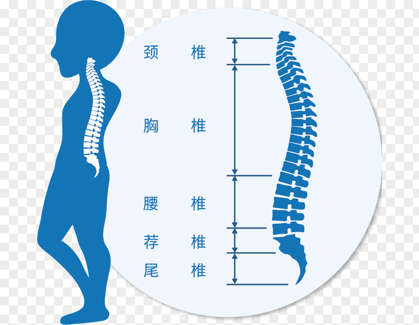 17 Material Vertebral Column Clip Art Cervical Vertebrae Vector Graphics Lumbar PNG