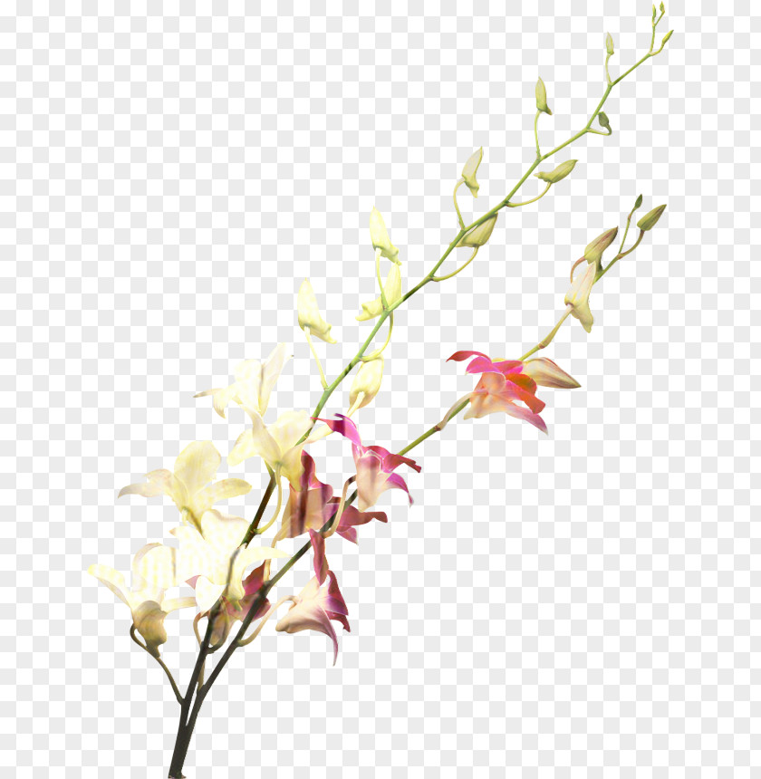 Dendrobium Pedicel Wedding Floral Background PNG