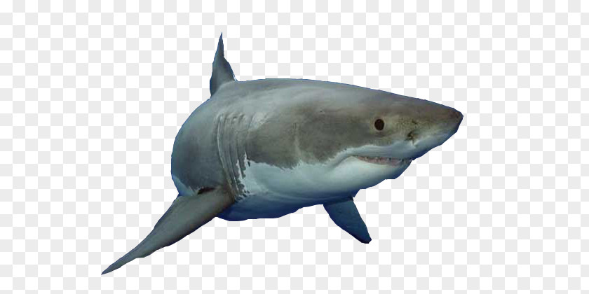 Ferocious Great White Shark Fish Animalien Ugalketa PNG