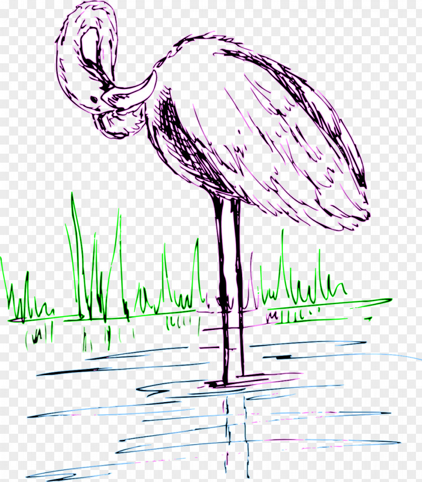 Flamingo Flamingos Water Bird Drawing Clip Art PNG