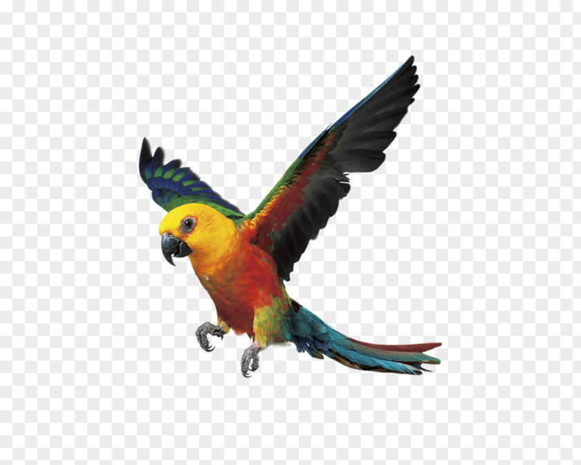 Parrot Flying Bird Digital Video Recorders PNG