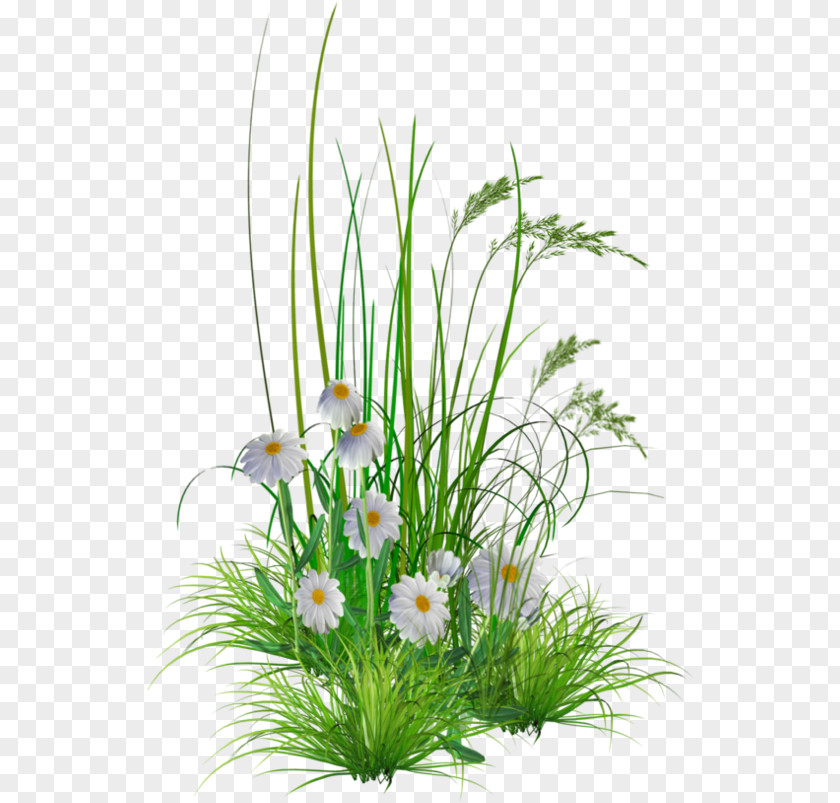 Wattleseed Garden Cress Flower Clip Art Lawn PNG
