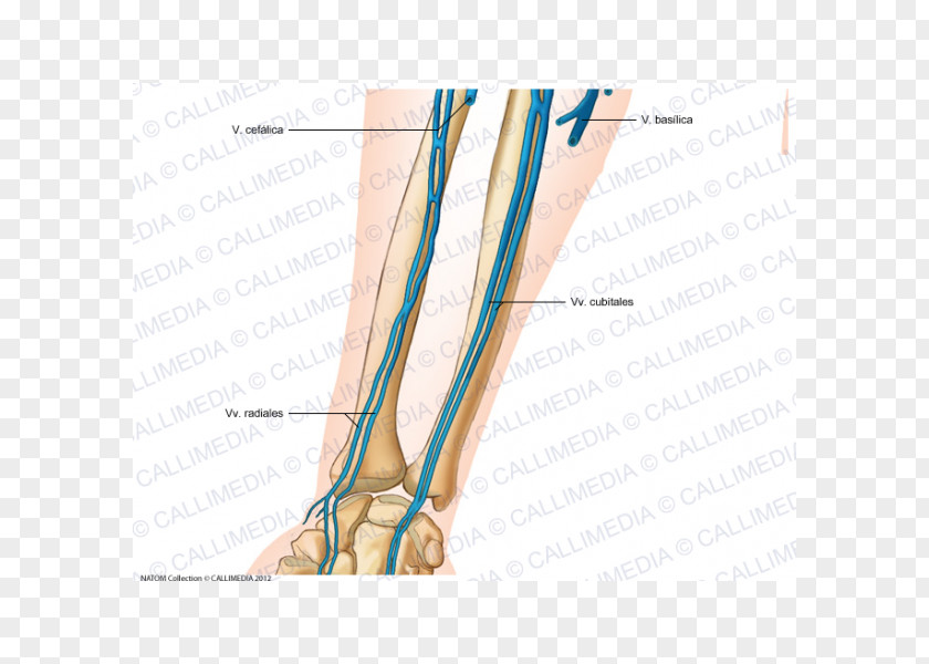 Arm Finger Anterior Compartment Of The Forearm Vein Anatomy PNG