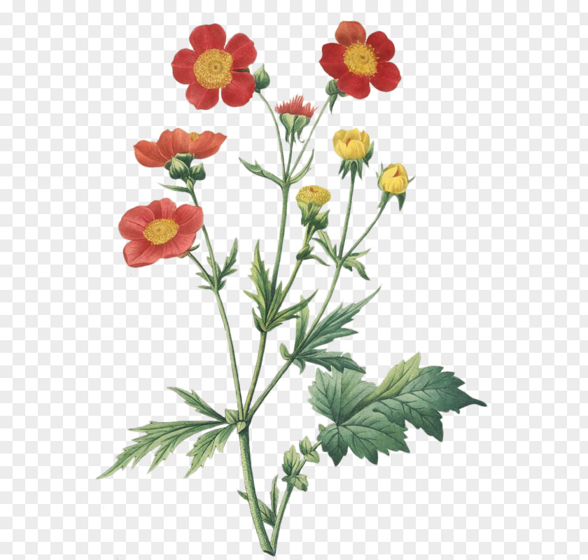 Botanical Illustration Art Botany PNG