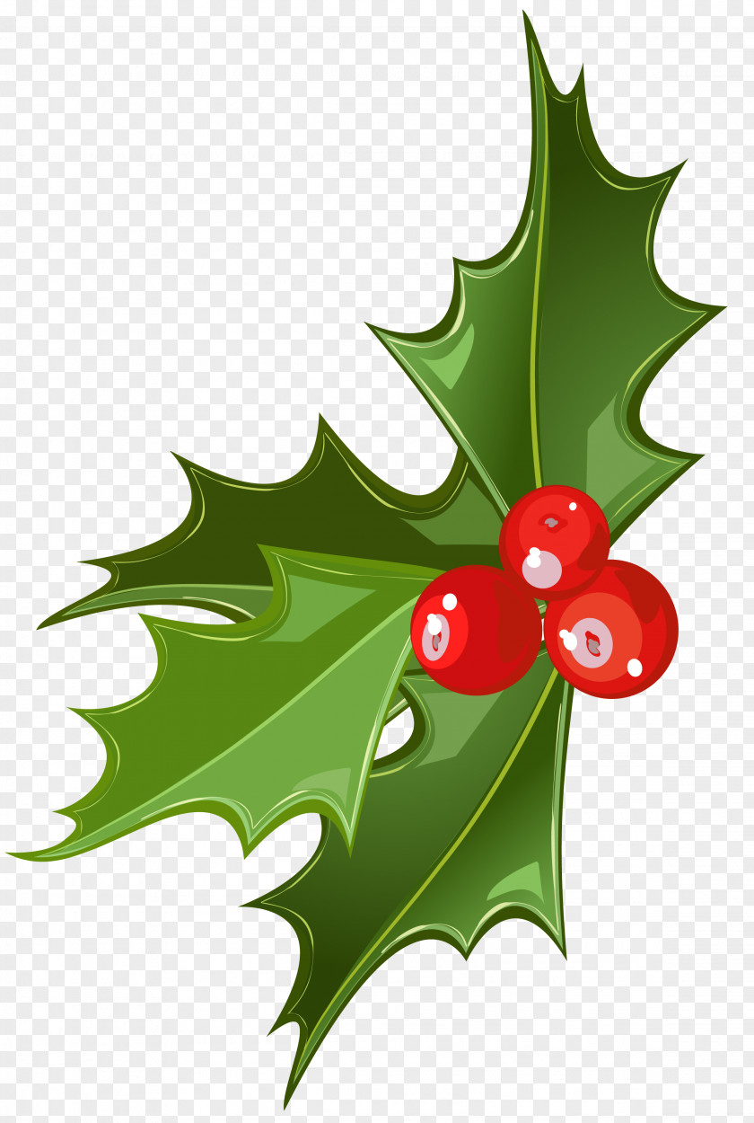 Christmas Mistletoe Picture Common Holly Clip Art PNG