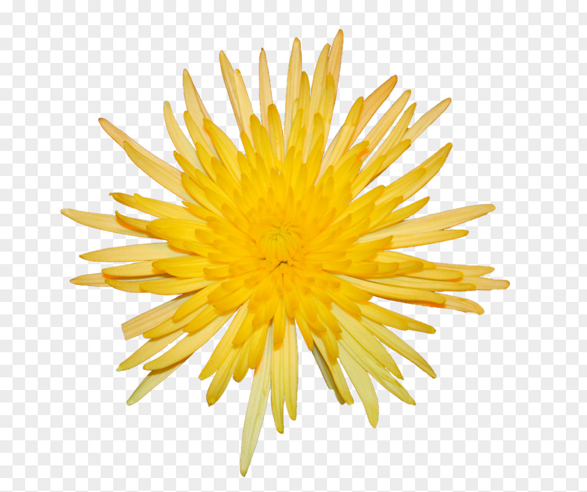 Chrysanthemum Dandelion Yellow PNG