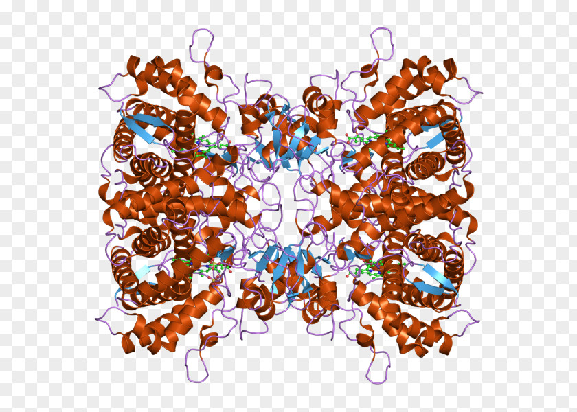 Cytochrome P450 CYP2D6 Enzyme Regulation Of Gene Expression PNG