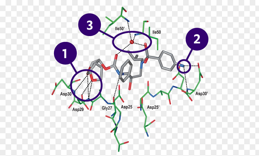 Dissociation Constant Darunavir HIV-1 Protease Cobicistat Molecular Binding Inhibitor PNG