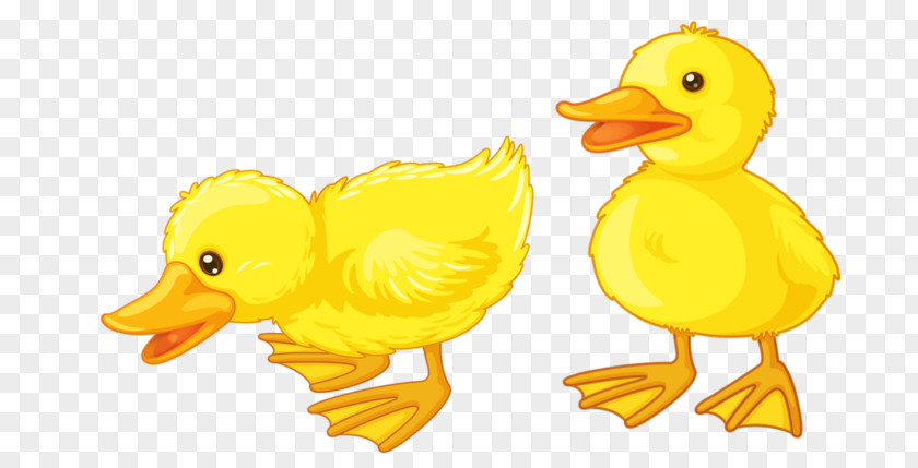 Duck Baby Ducks Duckling Clip Art PNG