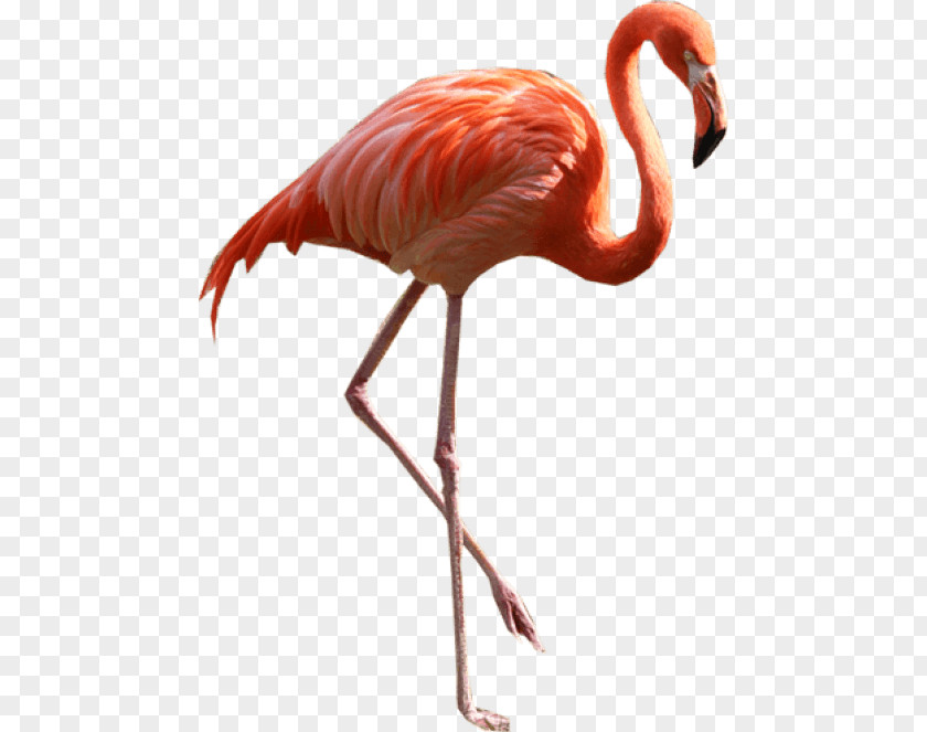 Flamingo Clip Art PNG