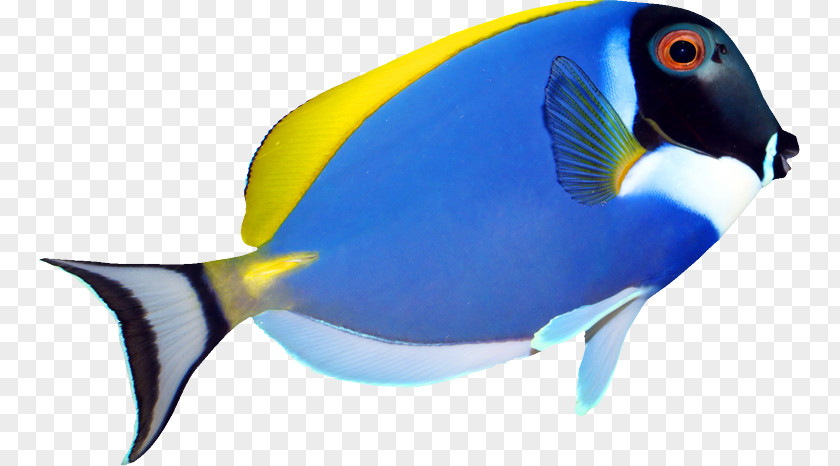Tropical Fish Pomacanthus Navarchus Zebrasoma Angelfish PNG
