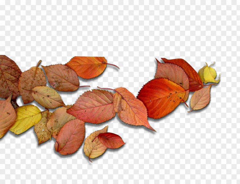Autumn Leaves Deciduous Leaf PNG