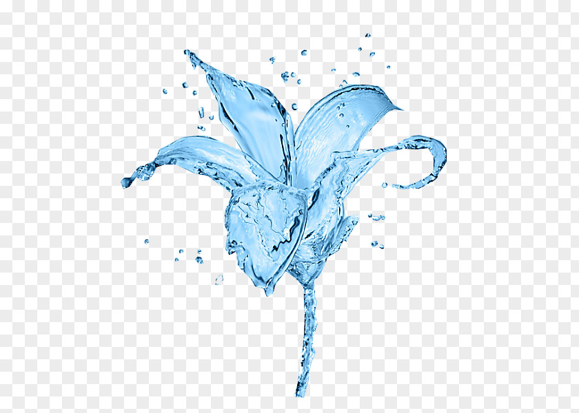 Blue Ice Lily Lilium Drop Flower PNG