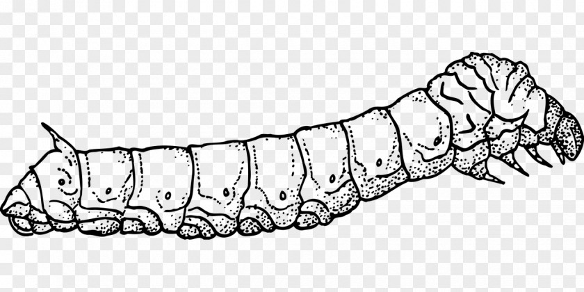 Butterfly Silkworm Insect Drawing PNG
