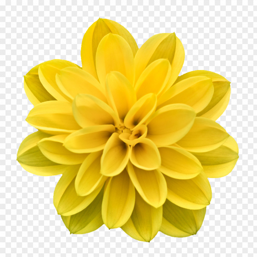 Creative Flowers Picture Abstract Flower Stock.xchng PNG