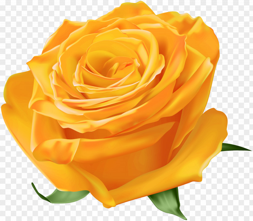 Orange Garden Roses Yellow Blue Rose PNG