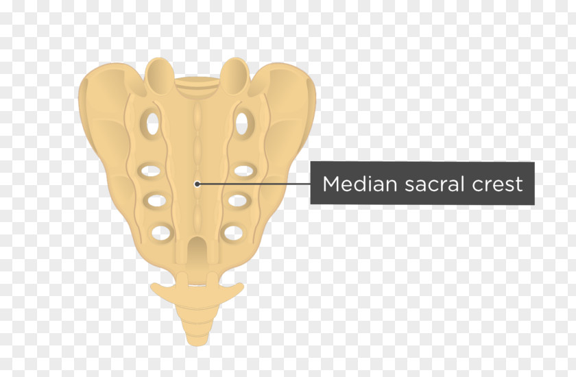 Sacrum Coccyx Vertebral Column Human Body Anatomy PNG