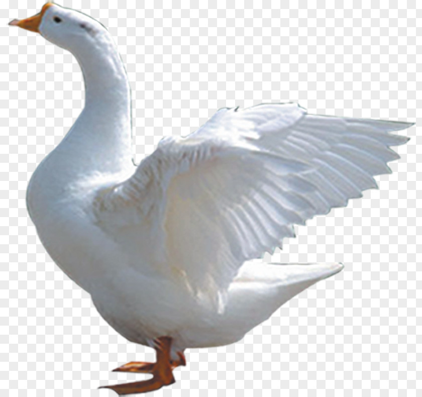 Be Off Goose Domestic Duck Cygnini Bird PNG
