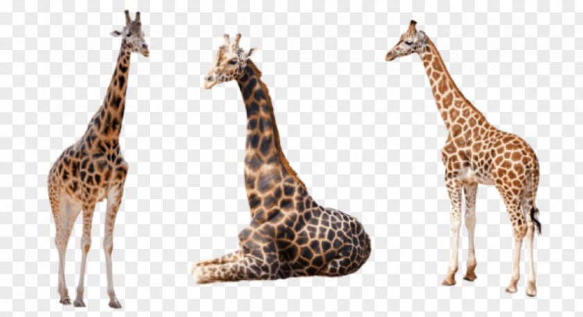 Giraffe Watercolor Stock.xchng Image Clip Art Reticulated West African PNG