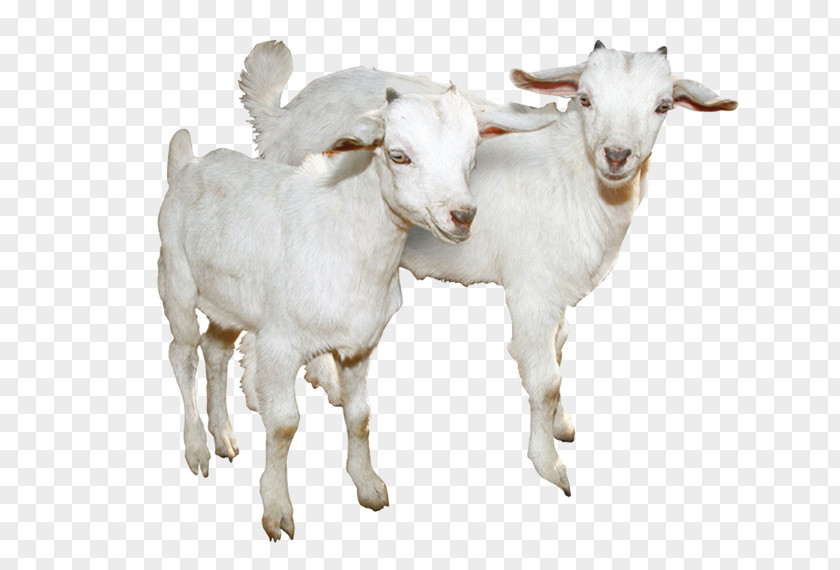 White Goat Picture Material Sheep Molecule CAS Registry Number PNG
