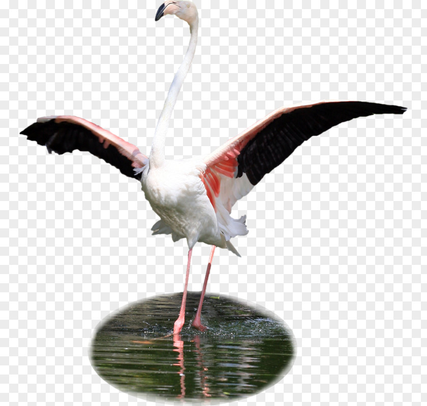 Bird White Stork Flamingos Clip Art PNG