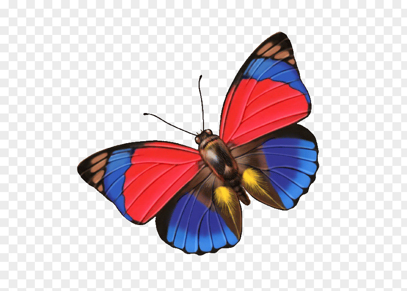 Cartoon Butterfly Monarch Google Images Clip Art PNG