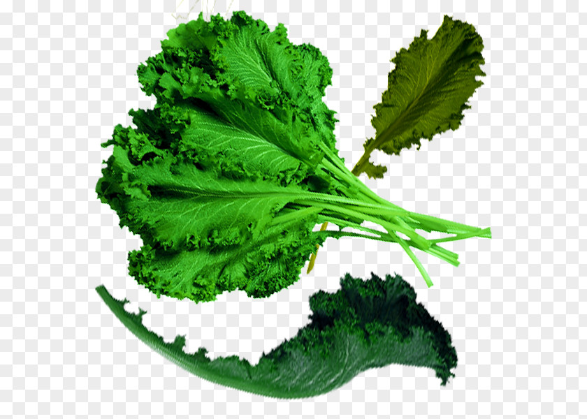 Physical Green Organic Cabbage Spring Greens Food Kale PNG
