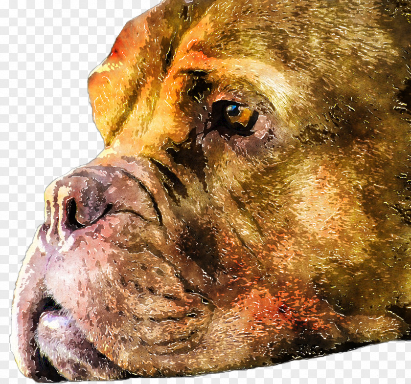 Watercolor Dogs Dog Breed Boerboel Bullmastiff Lion Painting PNG