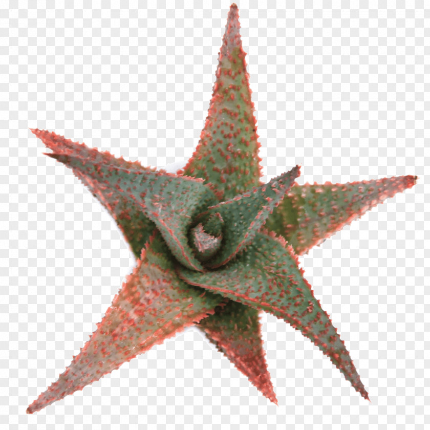 Aloe Plant Starfish Vera PNG