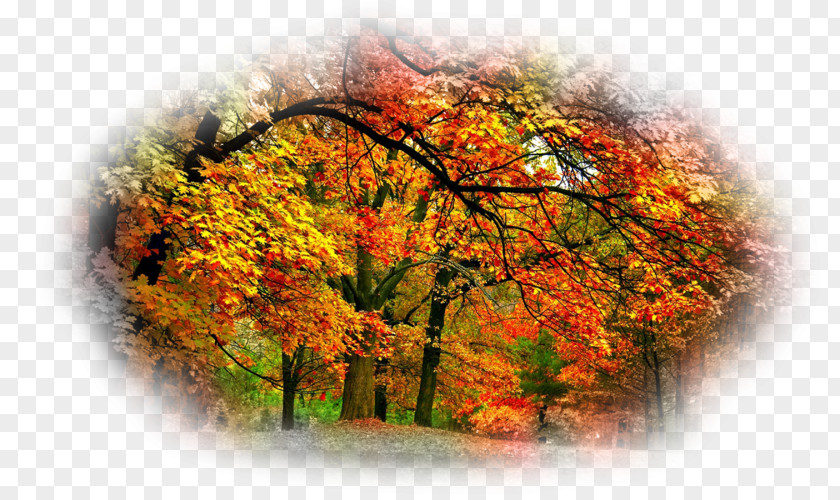Autumn Desktop Wallpaper Beauty Oak PNG