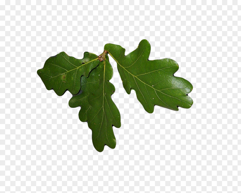 Leaf Oak Plants Tree PNG