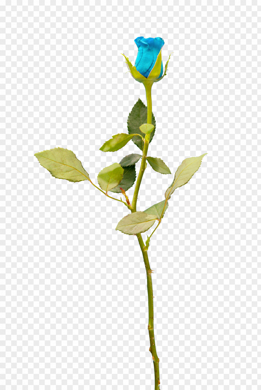 Rose Garden Roses Cut Flowers Blue Petal PNG