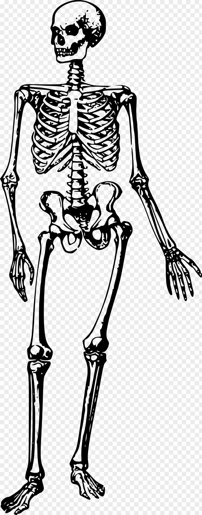 Bones The Human Skeleton Clip Art PNG