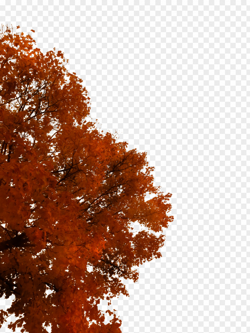 Fall Tree Autumn Branch PNG