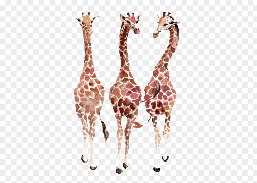 Giraffe Etosha National Park IPhone 6 Plus Lion 6S PNG