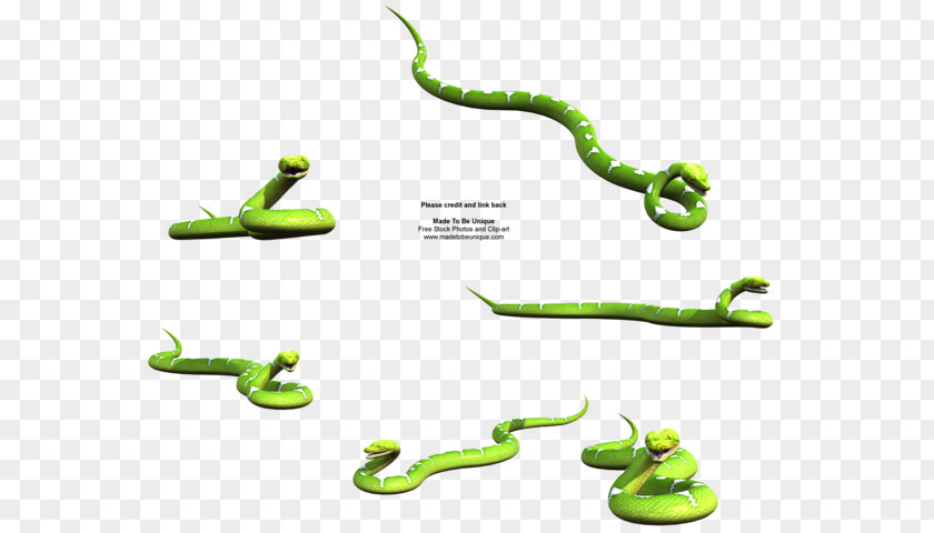 Green Snake Stock Photography Royalty-free PNG