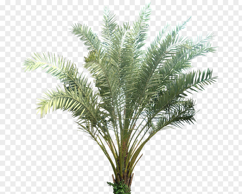 Palm Leaves Phoenix Sylvestris Date Plant Arecaceae Tropics PNG
