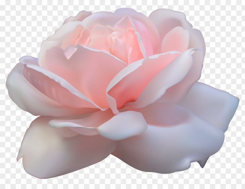 Pink Rose Leaf Centifolia Roses Clip Art PNG