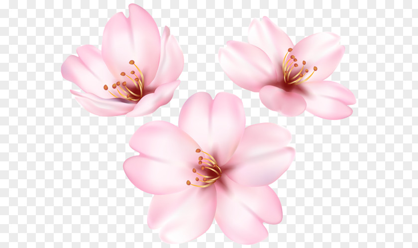 Spring Blooming Flower Petal Clip Art PNG
