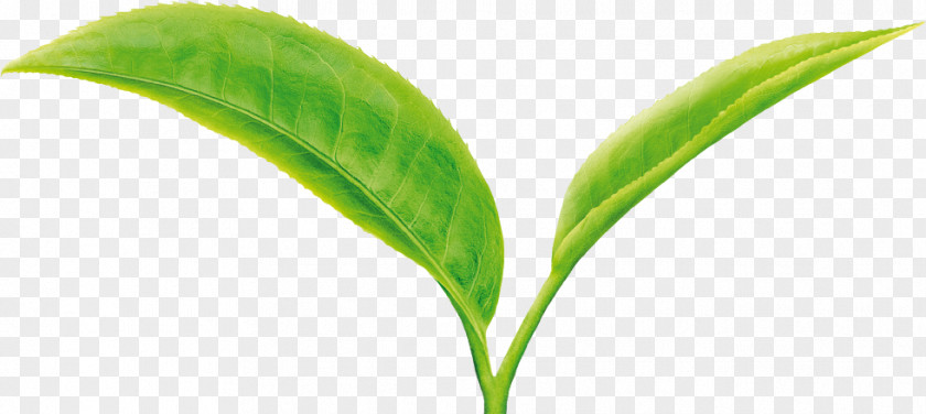 Tea Green Leaf Camellia Sinensis Two Leaves And A Bud PNG