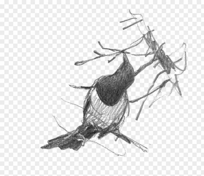 Un Nid Beak Bird Of Prey Feather Nest PNG