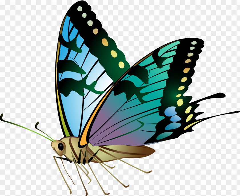 Vector Butterfly Monarch Color Clip Art PNG
