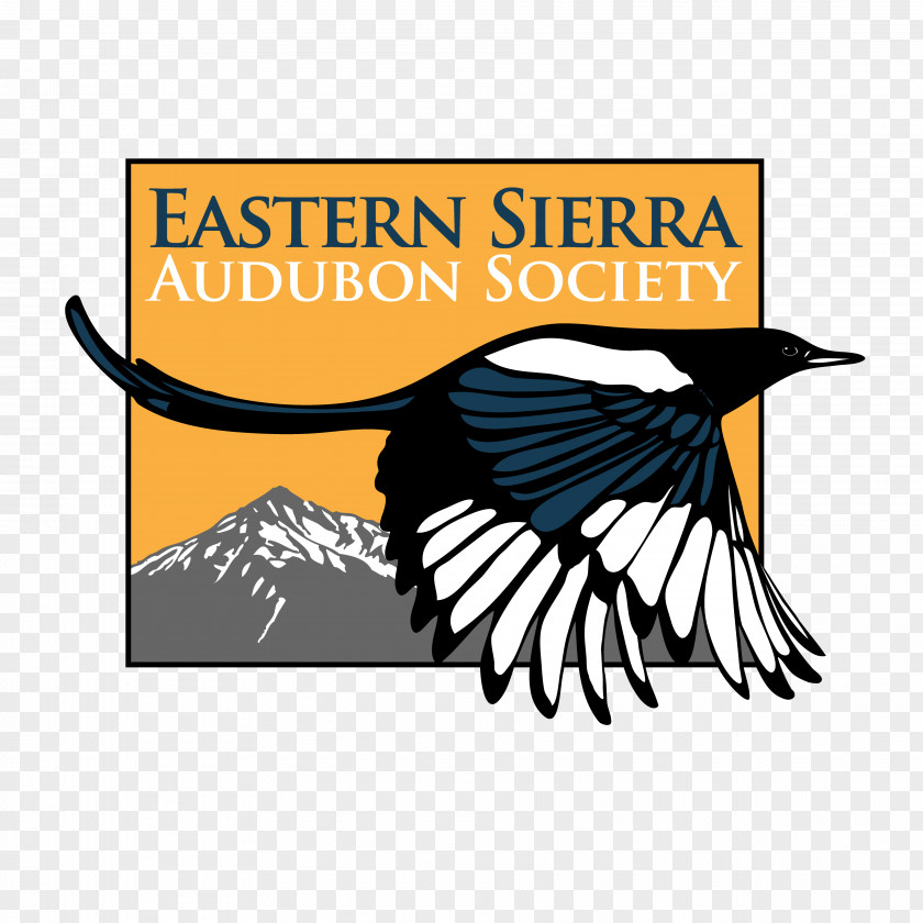 Bird Atlanta Audubon Society The Birds Of America National Owens Lake PNG
